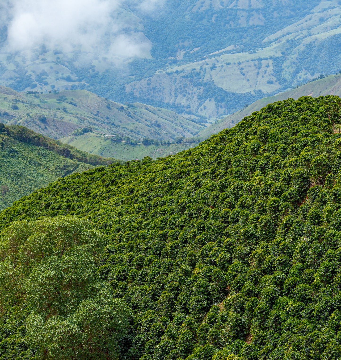 El Jerarca Medium Roast