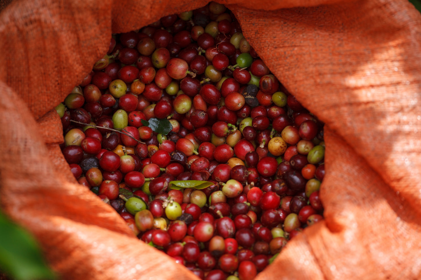 El Jerarca Medium Roast