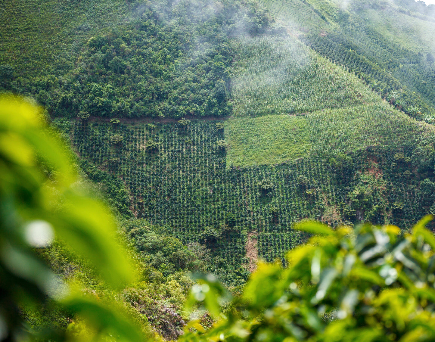 El Jerarca Medium Roast
