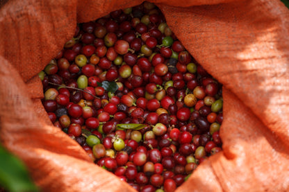 El Jerarca Medium Roast