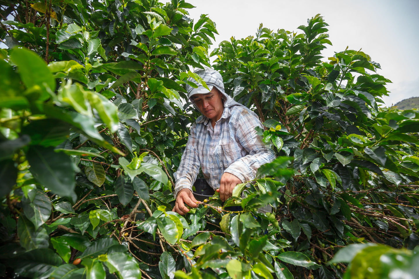 El Jerarca Medium Roast