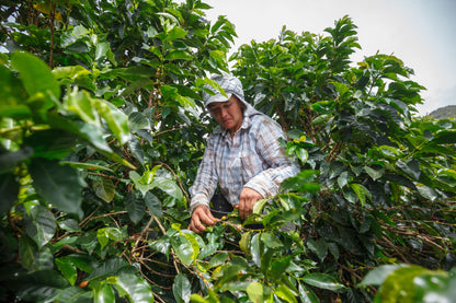 El Jerarca Medium Roast